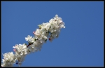 cerisier