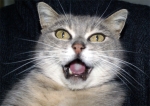 chat 1