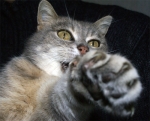 chat 2