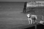 chien de pecheur - 2