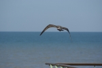 envol mouette