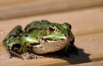 grenouille2