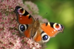 papillon