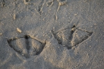 pattes de mouette