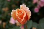 rose bouton
