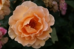 rose ouverte