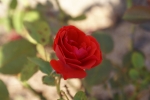 rose rouge