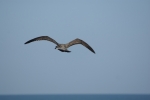 vol mouette