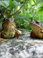 2 grenouilles