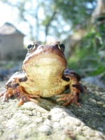 grenouille de dessous