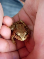 grenouilles 2