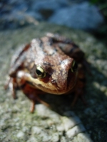 super grenouille