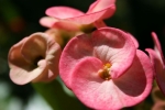 macro1