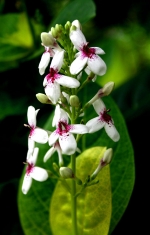 macro2