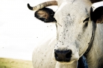 Vaches