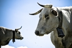 Vaches1