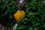 Champignon_3341