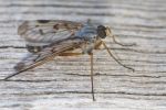 Mouche
