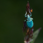Scarabee_2_3567