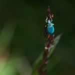 Scarabee_3567