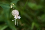 Silene