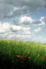 Coquelicot2