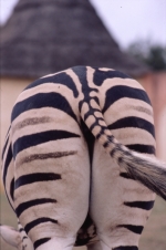 zbre
