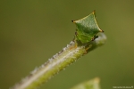 demidiablegreenworldagora