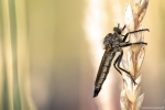 insectebombardiergreenworldagora