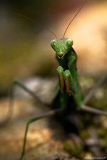 mantegreatportraitbackgreenworldagora