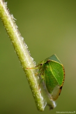 membracidedubisonperchoirgreenworldagora