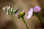 papillonaurore