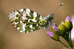 papillonauroresmilin