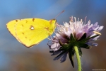 papillonsoucisflowergreenworldagoraaaa