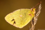papillonsoucissurvivorgreenworldagoraaaa