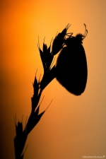 papillonsunblackgreenworldagora