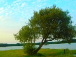 lac