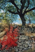 la Garde Guerin arbre 550
