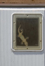 geko