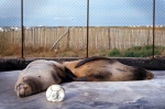 sieste