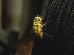 bzzz