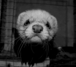 sid