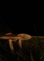 Champignon