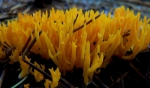 Champignons_jaunes