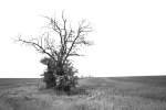 arbre_NB