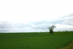 arbre_cou