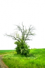 arbre_vert