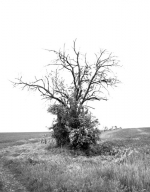 arbre_vert_NB