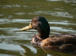 canard