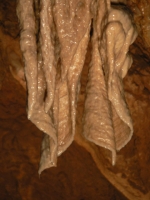 clamouse6
